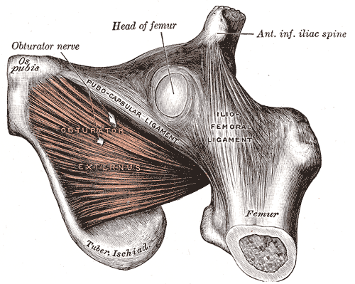 MUSCLES OF THE HIP FROM GRAY'S ANATOMY