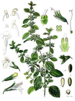 herbs to help bursitis and tendinitis